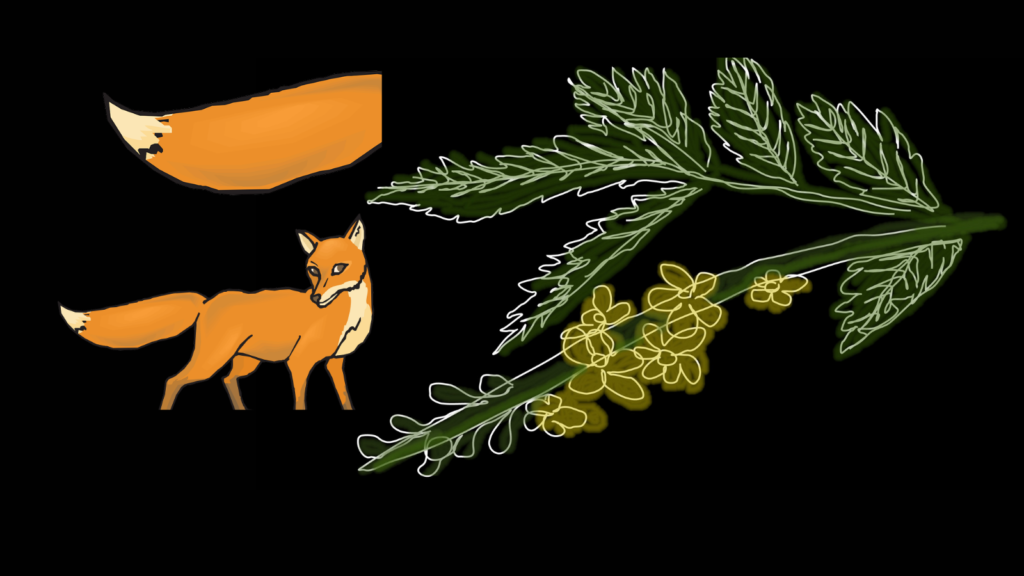 Řepík lékařský