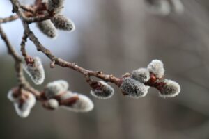 kočičí ocásky, jehnědy, vrba, jaro, pussy willows