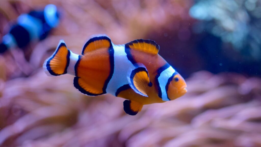 etymolog.cz - Klaun očkatý - Clownfish - prasanth-kv-32b5LACV9Vc-unsplash