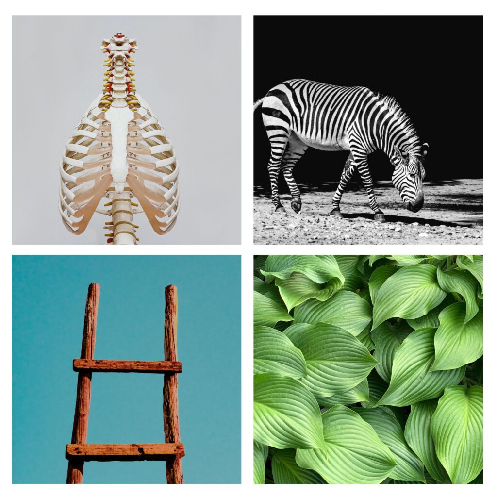 etymolog.cz - žebro, zebro, zebra, rebra, žebra, žebřík, žebřiňák, žebrovaný, význam slov