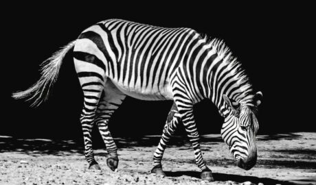 etymolog.cz - zebra, žebra, žebřík, žebříňák, žebrovaný, divoký osel