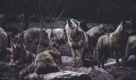 etymolog.cz - vlk, vuk, vlci, vukovi, odvést, odvléci