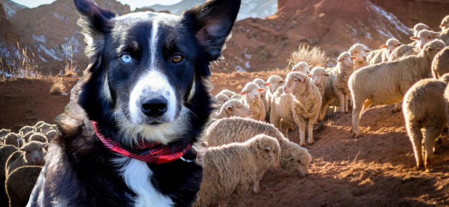 pes, pas, sheep dog, pastevectvi